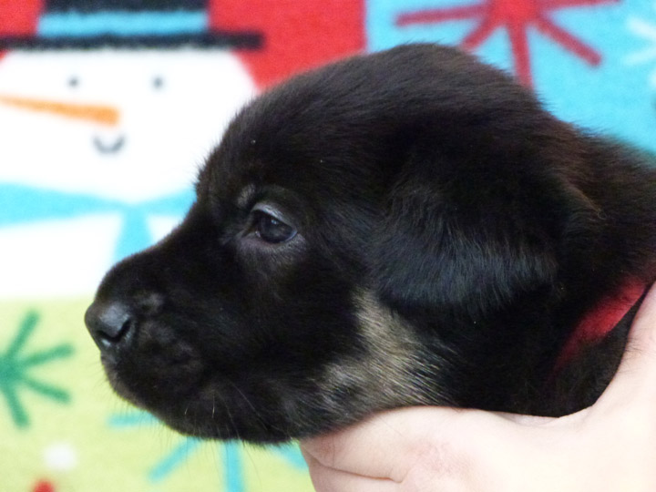 chinook puppy